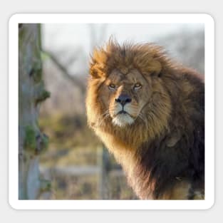 Majestic male lion Sticker